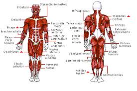 Without muscle, humans could not live. Muscles Of The Body Diagram Back Modernheal Com