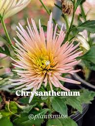 Image result for Chrysanthellum indicum