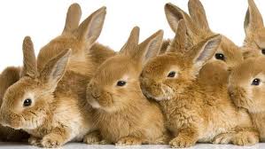 Resultado de imagen de conejos