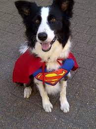 Iz Superhero To Herd You To Safety Puppies And Kitties Cat Halloween Costume Herding Cats