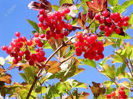 Berries to feed the birds! Red Wild Berry In Toronto Ontario Canada Stock Photo Picture And Royalty Free Image Image 51903526