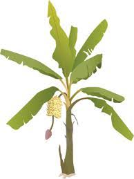 Aku sebatang pokok kelapa mp3 & mp4. Lukisan Pokok Pisang Cikimm Com