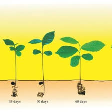 Image result for Aphanamixis polystachya