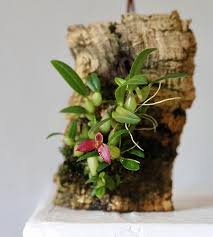 Image result for Bulbophyllum josephi