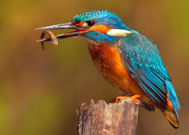 Maybe you would like to learn more about one of these? 26 Of The Most Colorful Birds On The Planet And Where To Find Them Justbirding Com