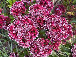 Image result for Commelina latifolia