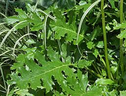 ハアザミ Acanthus Mollis キツネノマゴ科 Acanthaceae ハアザミ属 三河の植物観察