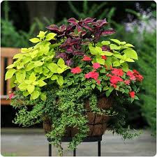Back Porch Dreaming Southern State Of Mind Garden Containers Container Gardening Plants