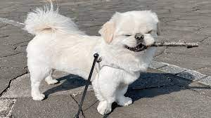 犬】飼い主さんに「犬人(いぬんちゅ)」と呼ばれる笑顔が、みんなの心をわしづかみ!! | AppBank