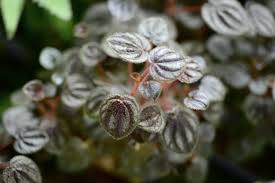 Image result for Peponium sp. A