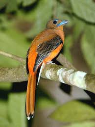 Image result for Tragia rupestris