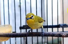 We did not find results for: Download Suara Burung Pleci Gacor Mp3 Durasi Panjang
