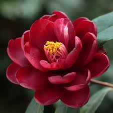 Camellia Japonica Kuro Tsubaki Japan 1829 Flowers Photography Beautiful Flowers Pretty Flowers