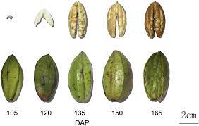 Zinc Content And Fruit Quality Of Pecan As Affected By Application Of Zinc Sulfate In Hortscience Volume 54 Issue 7 2019