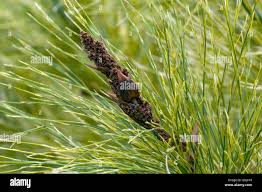 Image result for Restionaceae