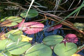 Image result for Hydrostachys bismarckii