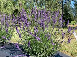 Lavandula angustifolia 'Avice Hill' Lavender