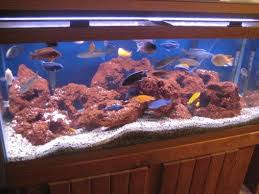 Lava Rock Love It African Cichlid Aquarium Cichlid Aquarium African Cichlids