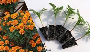 Growing Information Ameriseed Growing Marigold Seedlings