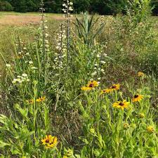 Image result for Rudbeckia hirta