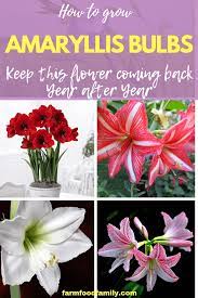 How To Grow Amaryllis Bulbs Keep This Flower Coming Back Year After Year Amaryllis Bulbs Amaryllis Amaryllis Flowers