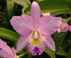 Angel Love Pinky Cattleya Orchid Plant Amazon Com Grocery Gourmet Food Cattleya Orchid Orchid Flower Orchid Plants