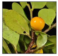 Image result for Diospyros ferrea