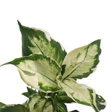 Image result for beautiful dieffenbachia