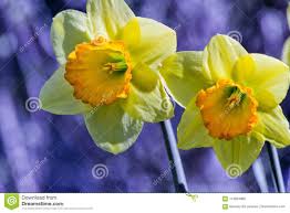 Photo About Soft Focus Of White Wild Daffodil Or Lent Lily Flowers Narcissus Pseudonarcissus Amaryllidoideae Amaryllidaceae Lily Flower Daffodils Narcissus