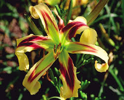 Consultez le profil de samuel sur pinterest. General Listing F O Windyhill Daylily Garden