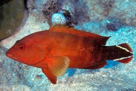 Image result for Arthropteris palisotii