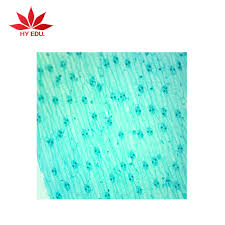 These cell divides either mitotically or meiotically cytokinesis in plant cell occur as the cell plate forms, thus dividing the daughter cell. Fixed Items Botany Type Plant Cell Biology Microscope Slide For Educational Supplies Plant Mitosis For Microscopes Buy Plant Cell Prepared Slides For School Plant Mitosis For Microscopes Botany Tissue Microscope Slides Product On