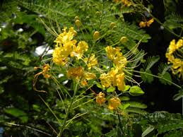 Image result for Caesalpinia pulcherrima