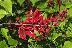Image result for Erythrina excelsa