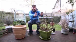 Soak twice a day in growing season. Repotting Hydrangeas Youtube