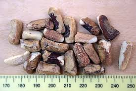 Image result for Sclerocarya