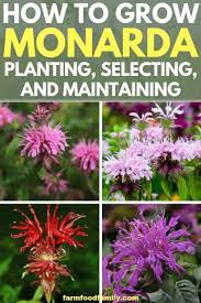 Bee Balm How To Grow And Care For Monarda Plant 2021 Bee Balm Flower Bee Balm Plant Bee Balm