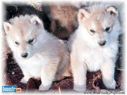 32 withers (top shoulder blades) weight: Giant Wolamute Puppies We Are One Of The Only Places In The World You Can Get A True Wolamute Giant Alaskan Mala Puppies Malamute Puppies Wolf Hybrid Puppies