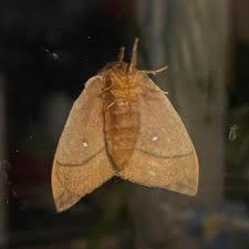 Image result for Otomeria elatior