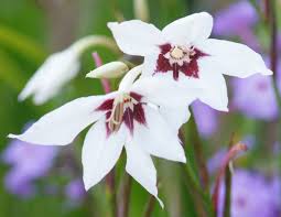 Image result for Gladiolus magnificus