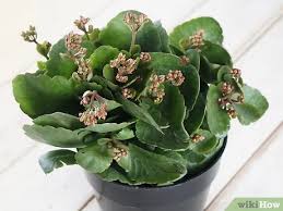 I have 5 kalanchoes in my balcony and they are faced to the east, and they get around 5 hours (7 am to 12 pm) of sunlight. How To Care For Flaming Katy 5 Steps With Pictures Wikihow