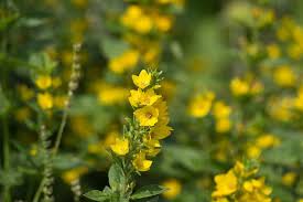 Labtag™ is a full service, one stop shop for your lab labeling needs. Gold Felberich Online Kaufen Bei Olerum