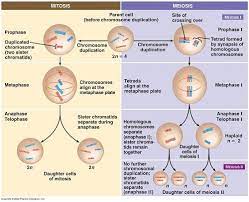 Plant cells divide just like all somatic eukaryotic cells do through mitosis. Cell Division And Reproduction Diagram Quizlet