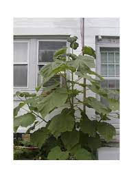 Hoes with triangular blades are good for closely spaced rows and underneath plants. Monster In My Yard Giant Weed