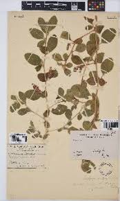 Image result for Vernonia suprafastigiata