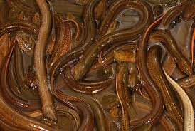 Persiapan kolam tempat pembesaran belut, kolam adalah sarana utama dalam budidaya belut, banyak sekali kolam yang bisa dimanfaatkan untuk budidaya belut contohnya seperti. 6 Cara Budidaya Belut Dalam Drum Plastik Cepat Panen Ilmubudidaya Com