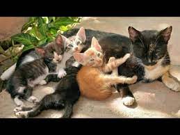 Mimpi gendong anak kecil mungkin juga mempunyai makna yang baik bagi kehidupan anda, ada juga makna buruk dari mimpi tersebut. Begini Cara Kucing Gendong Anaknya Youtube