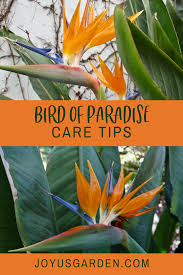Bird Of Paradise Palm Plant Care Bird Of Paradise Plant Care In 2020 Birds Of Paradise Plant Paradise Plant Plants