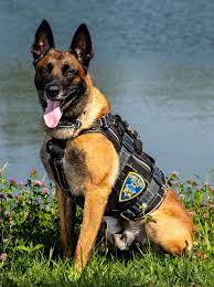 Police Service Dog (PSD or K-9) | Council Bluffs, IA - Official Website