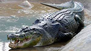 Buaya besar, buaya sungai, buaya kecil, buaya putih, buaya sungai, dan buaya darat. Mimpi Buaya Tanda Musuh Sedang Mengintai